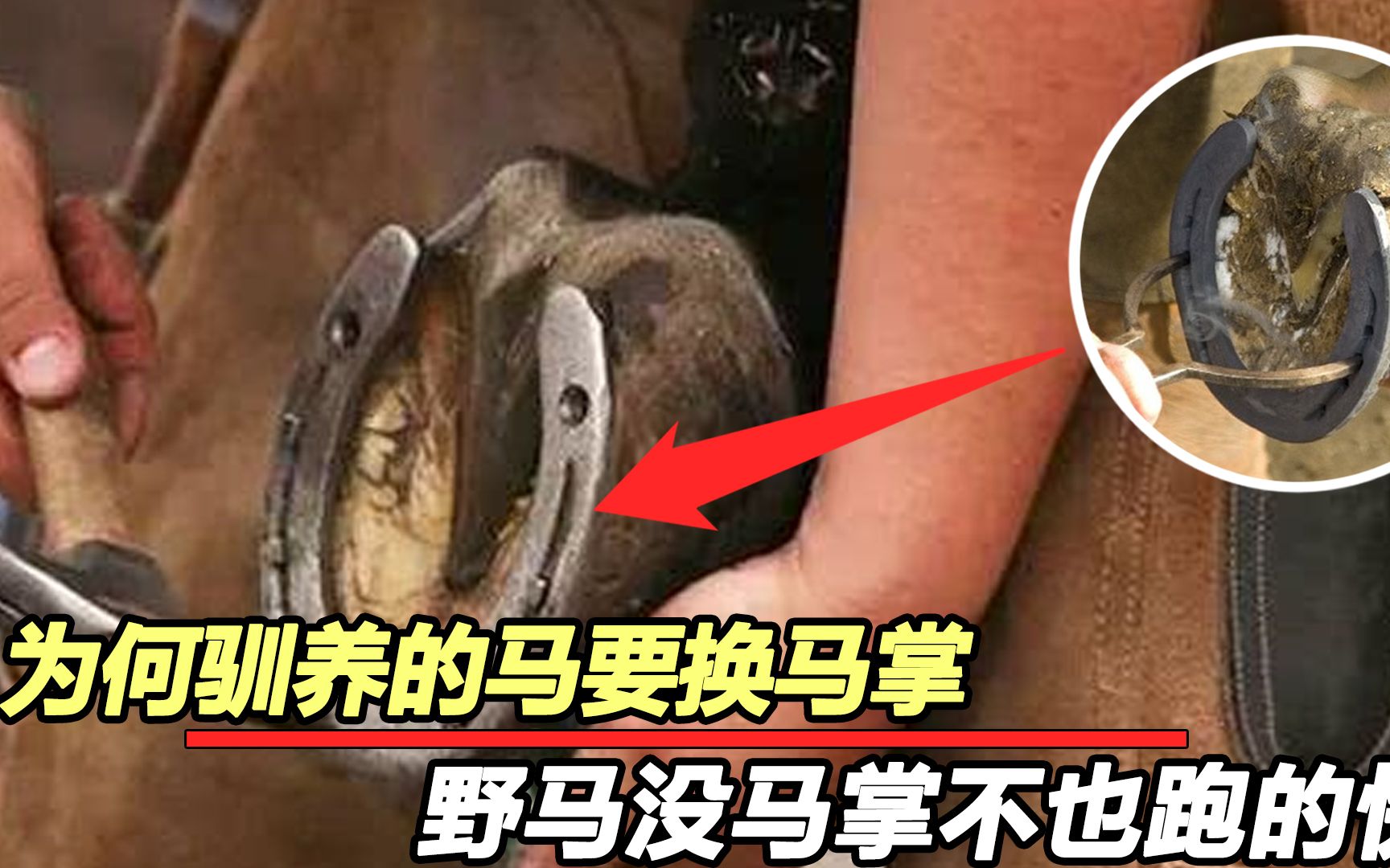 为什么必须给马钉马蹄?野马却不用钉!给马钉马蹄会疼吗?哔哩哔哩bilibili