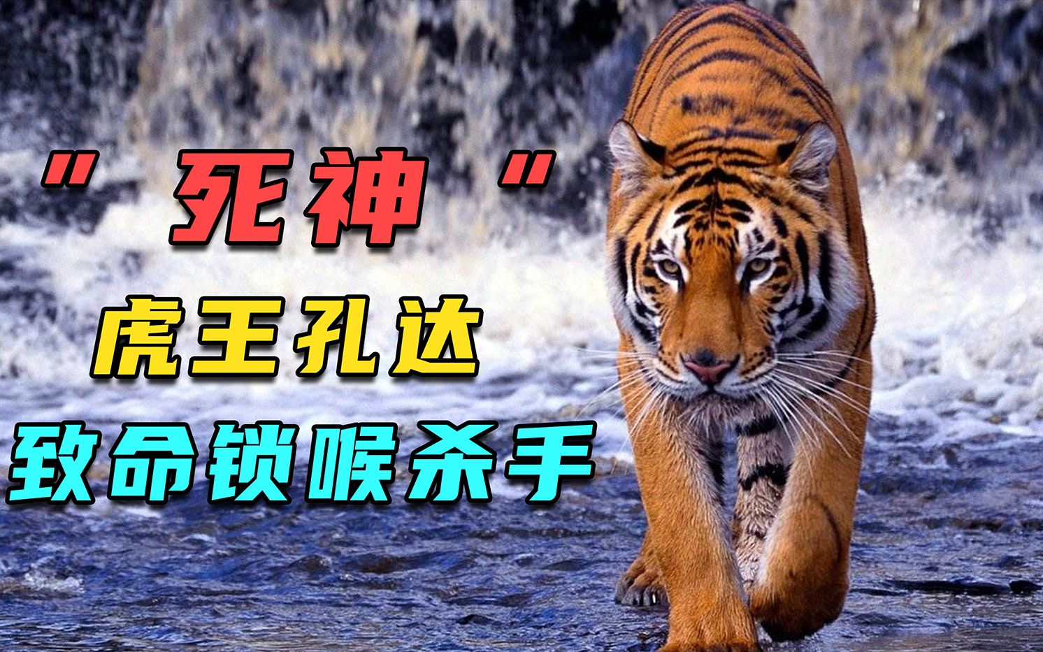 虎中"死神"孔达,致命锁喉击败无数敌人,却在巅峰时期惨死敌手_哔哩