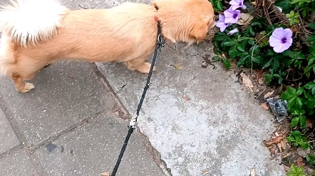 [图]布丁日常 嘀嗒花 牵牛花 喇叭花