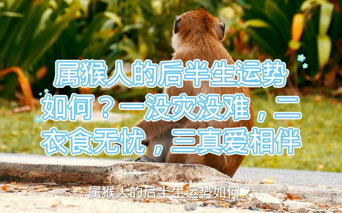 属猴人的后半生运势如何?一没灾没难,二衣食无忧,三真爱相伴哔哩哔哩bilibili