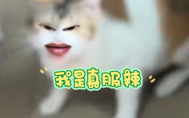 我是真服辣