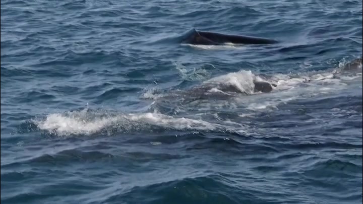 活动作品虎鲸捕杀座头鲸