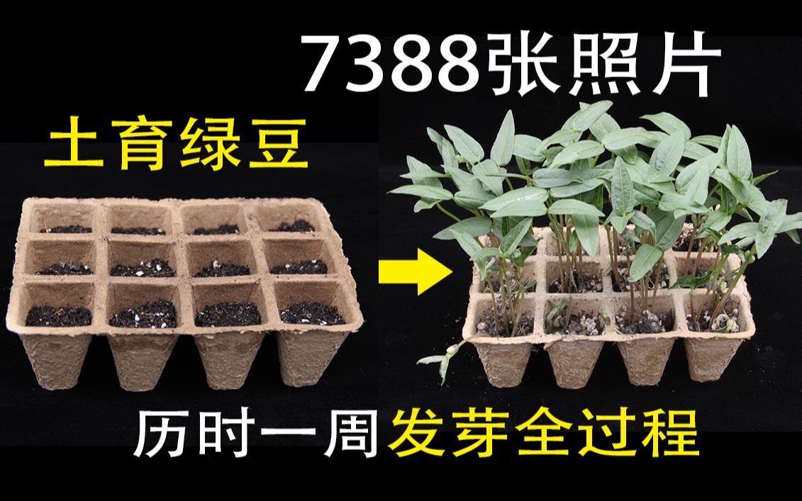 【延时摄影】用7388张照片观察绿豆芽用土培育的生长过程哔哩哔哩bilibili