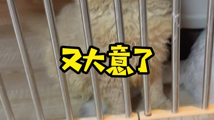 我又大意了啊#猫咪#缅因#买猫#宠物市场#猫市