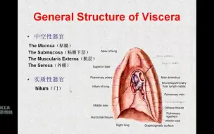 Download Video: 28.内脏的一般结构