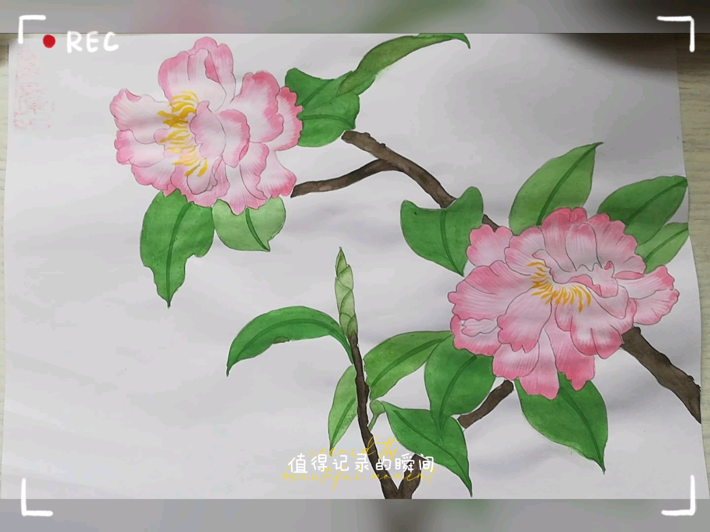 国画学习——山茶花——待到山花烂漫时,她在丛中笑