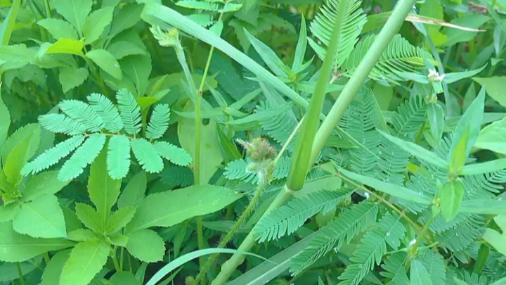 [图]小时候就觉得很不可思议的神奇草—害羞草，能跟你互动的小草小草