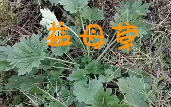 益母草,被称为妇科草、肾病草,田间地头那都有野生很常见哔哩哔哩bilibili