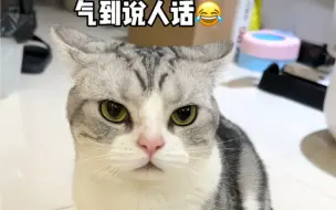 Video herunterladen: 千万不要背着你家猫去猫咖，不然后果很严重！