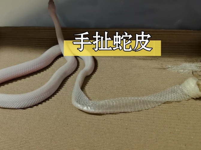 小姐姐等了好几天的蛇皮,今天终于有蛇蜕皮啦