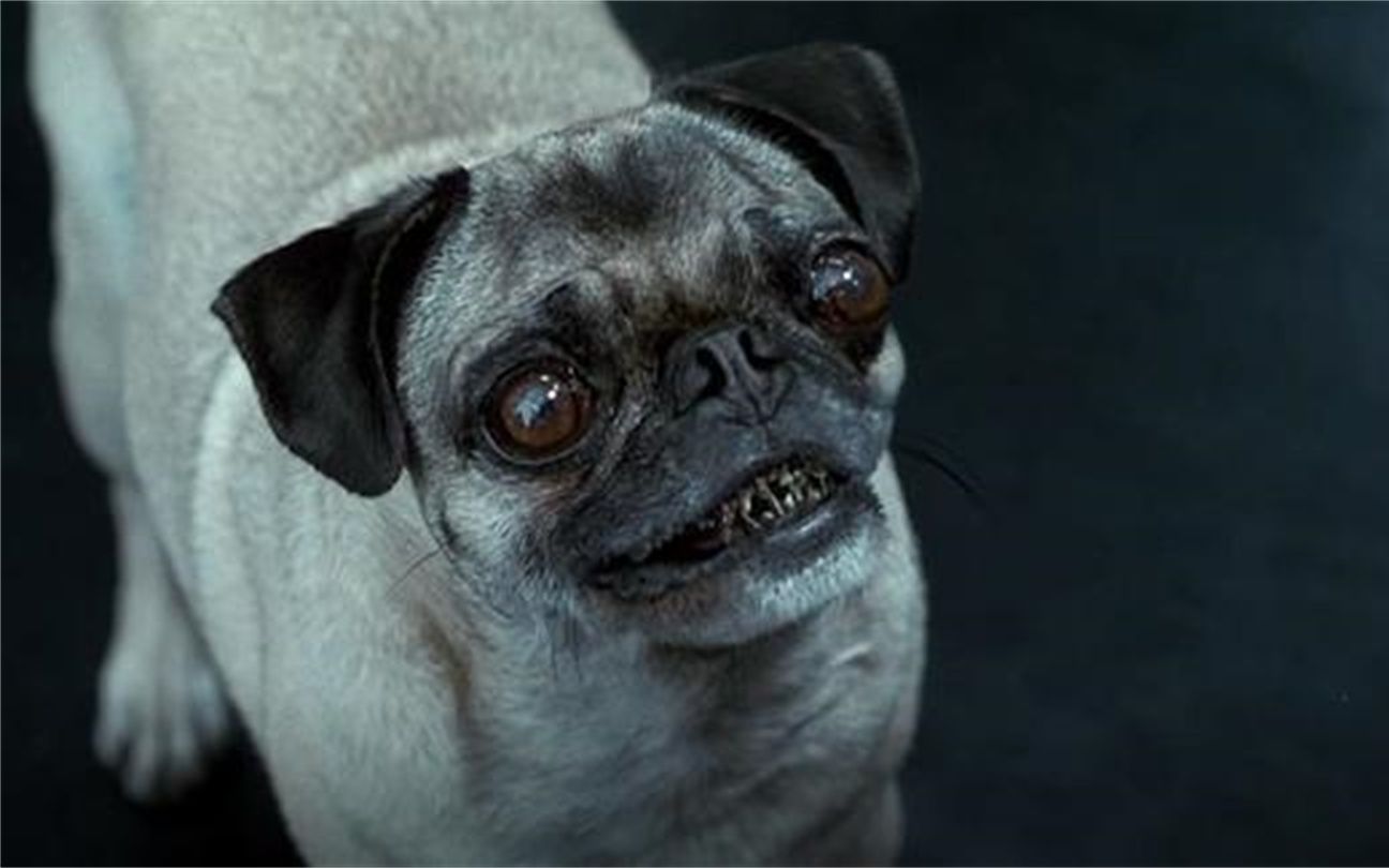 外星狗狗一听有牙医保险立马心动了:我这一口牙你看看