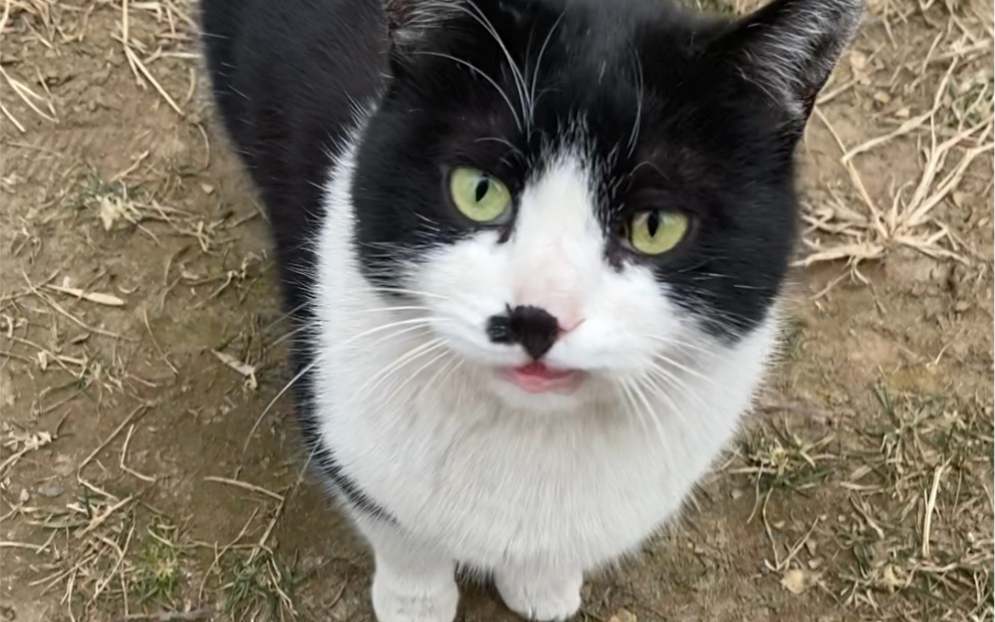 活动作品小区里超嗲的奶牛猫眼睛是浅绿浅黄好好看