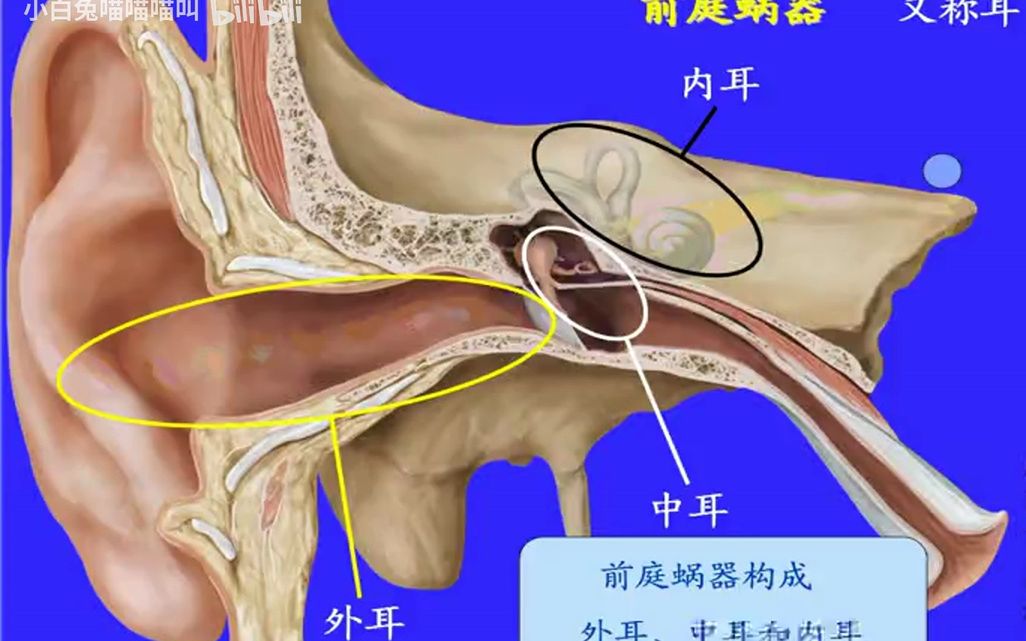 117.外耳——系统解剖学、局部解剖学——这一套就够了哔哩哔哩bilibili