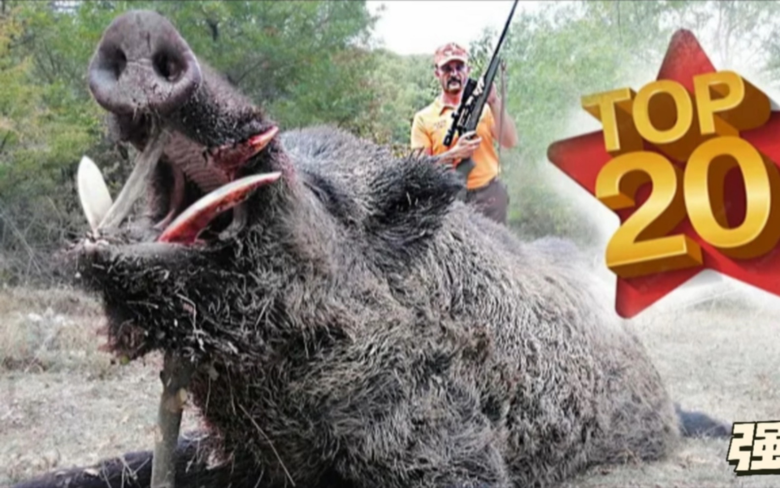 狩猎野猪,精彩爆头瞬间,合法捕猎请勿模仿.