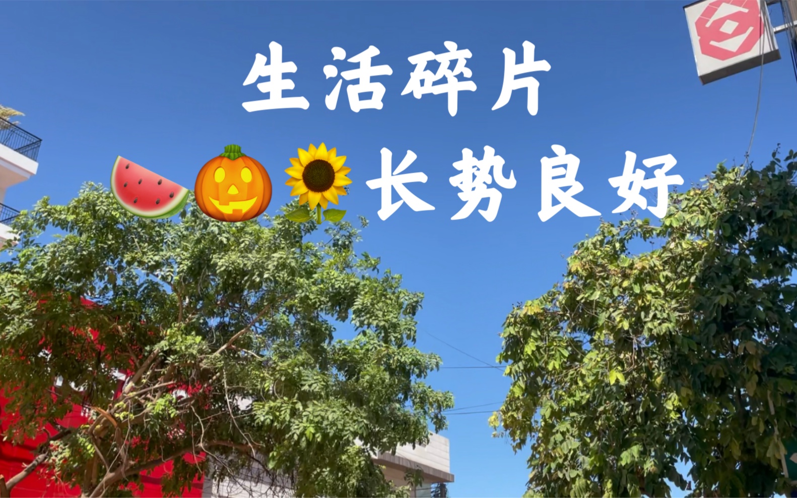 活动作品丝瓜西瓜南瓜向日葵都长得不错