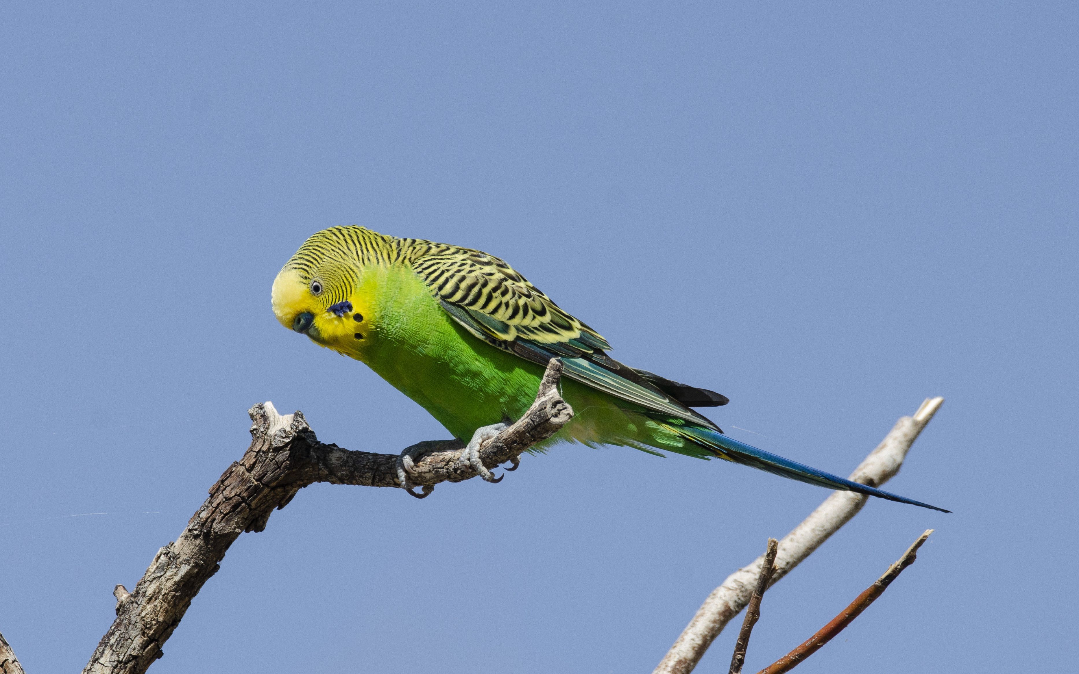 [图]4K虎皮鹦鹉（学名：Melopsittacus undulatus）是鹦形目鹦鹉科的鸟类，又名娇凤，属小型攀禽品种，原产于澳大利亚的内陆地区，性情活泼且易驯养。