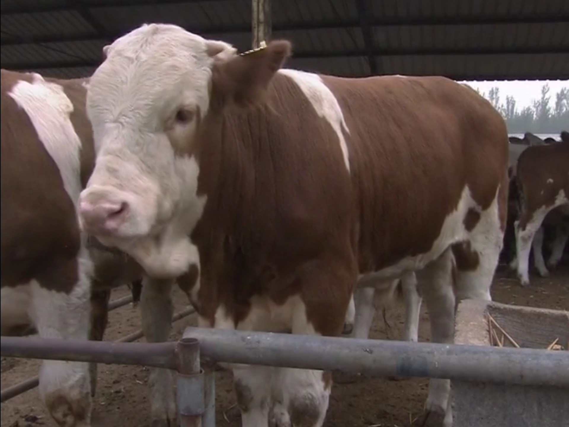 认识西门塔尔牛