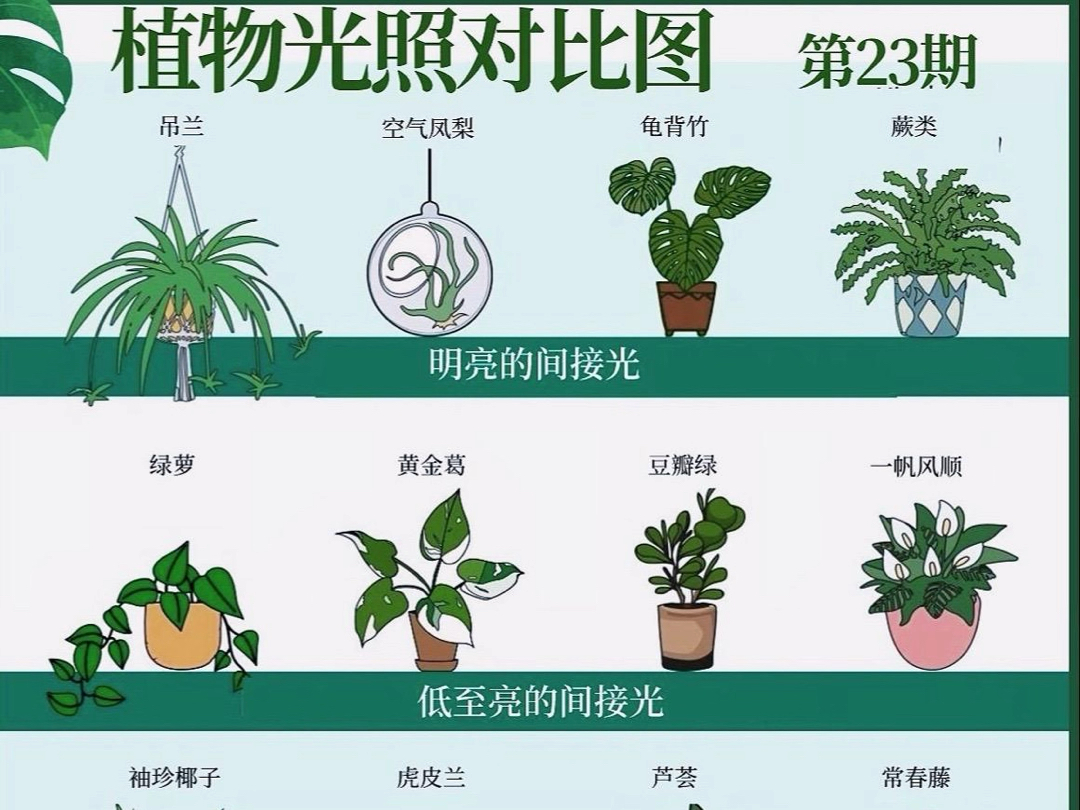 植物光饱和点对照表图片