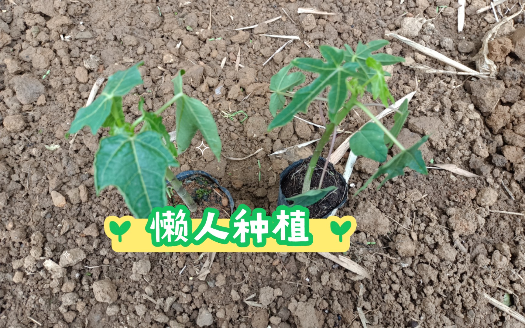 种植日记:超适合懒人种植的番木瓜哔哩哔哩bilibili