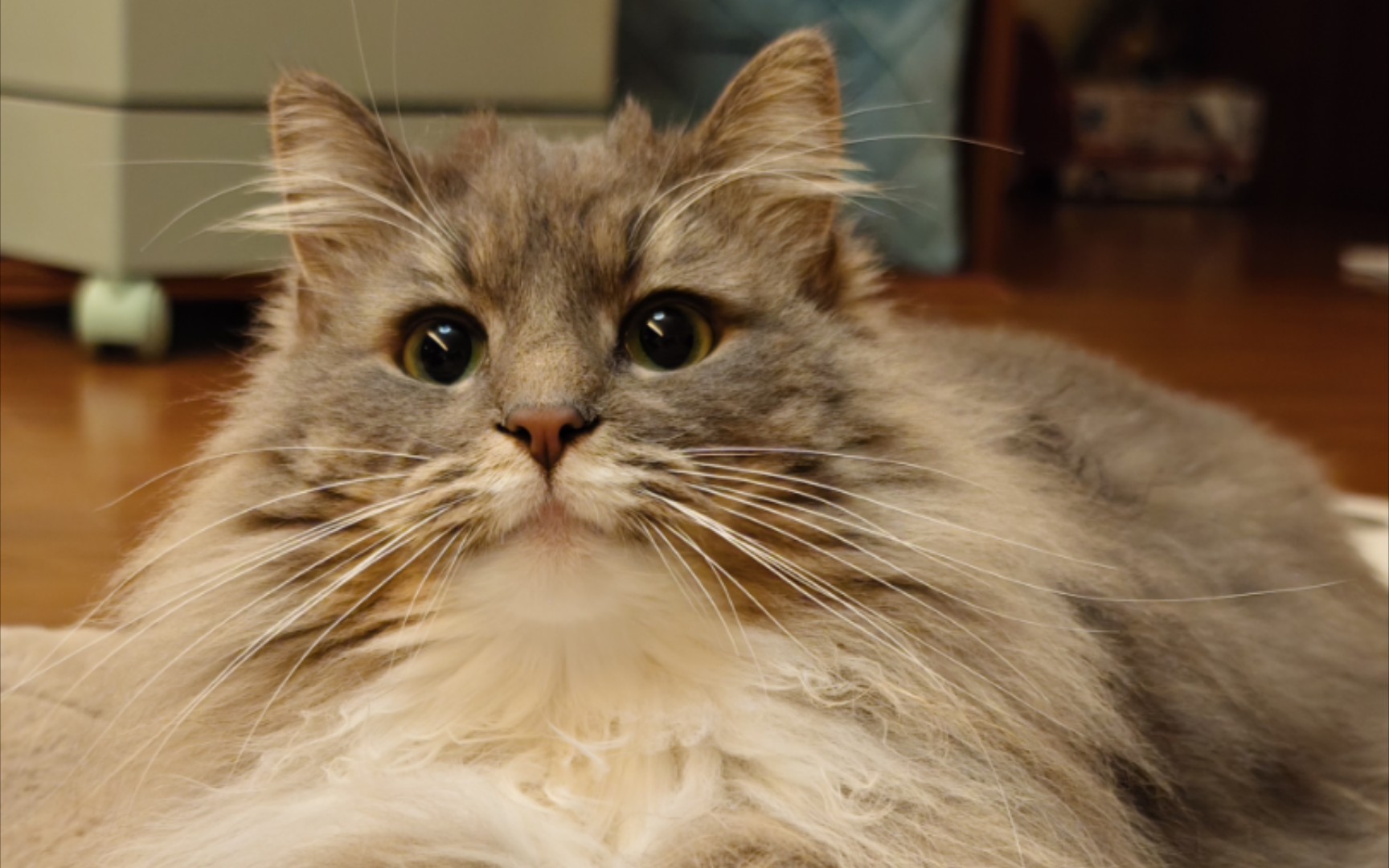 【挪威森林猫】记一次失败的伏击