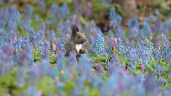 下载视频: 【4K】花田里可爱的虾夷栗鼠