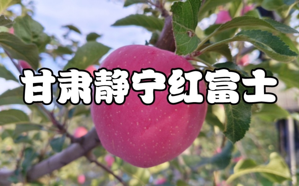 甘肃静宁苹果‖红富士/苹果/apple/2023鲜果/自家果园/种植/产地直发/全国包邮/天热绿色/质量保证/助农哔哩哔哩bilibili