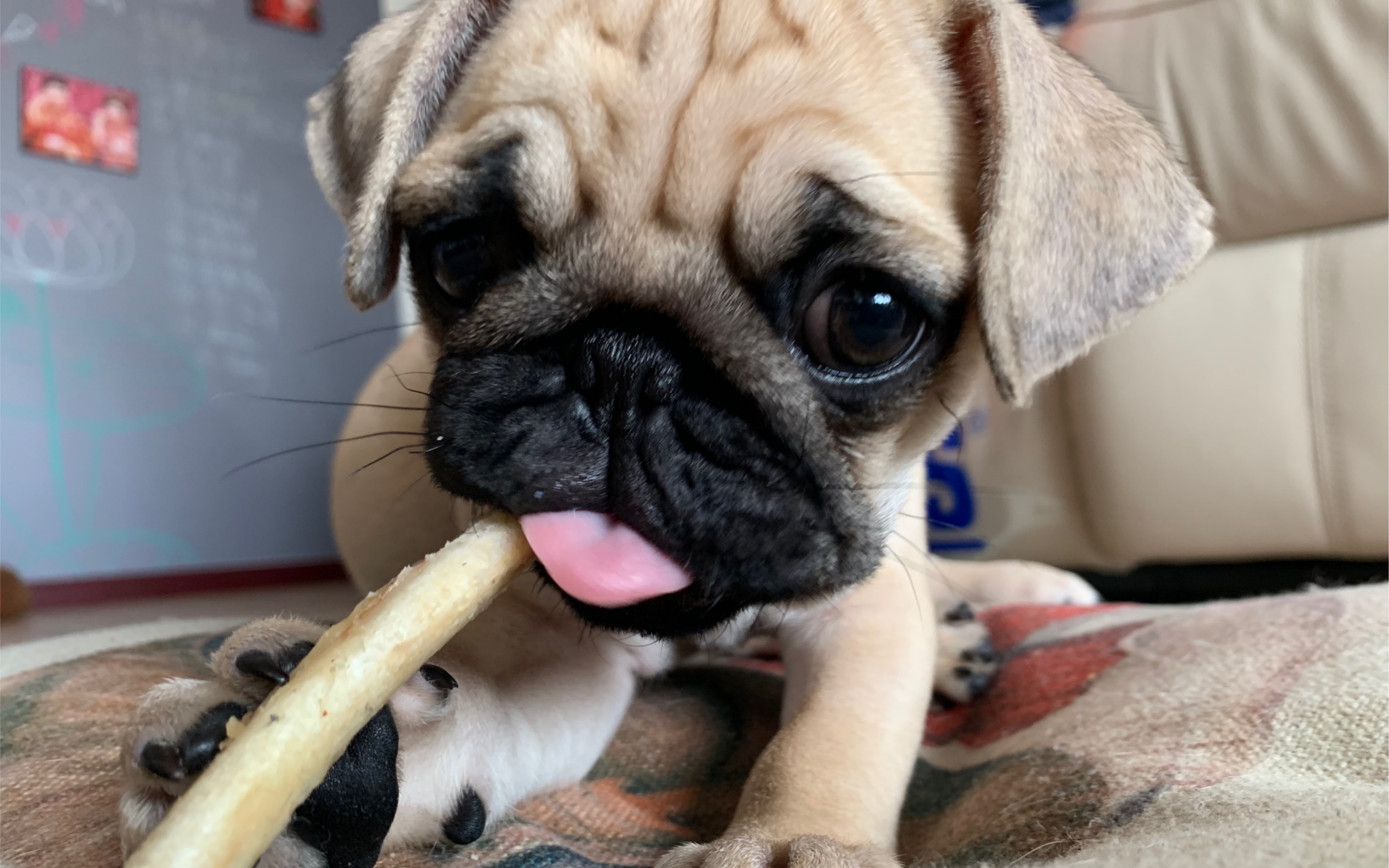 不给骨头就捣蛋!-Broccoli的日常(9):巴哥犬_哔哩哔哩_bilibili