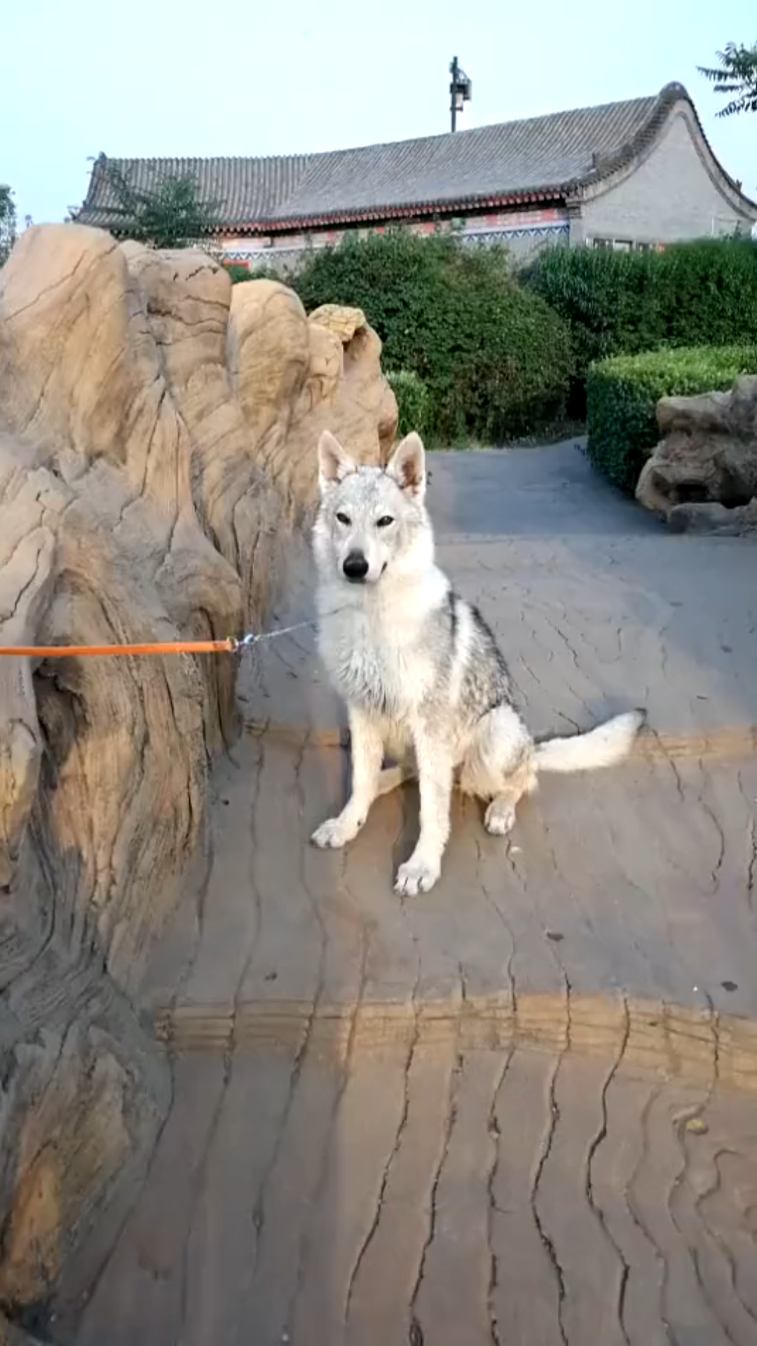 捷克狼犬最稀有的银渐色,帅气迷人