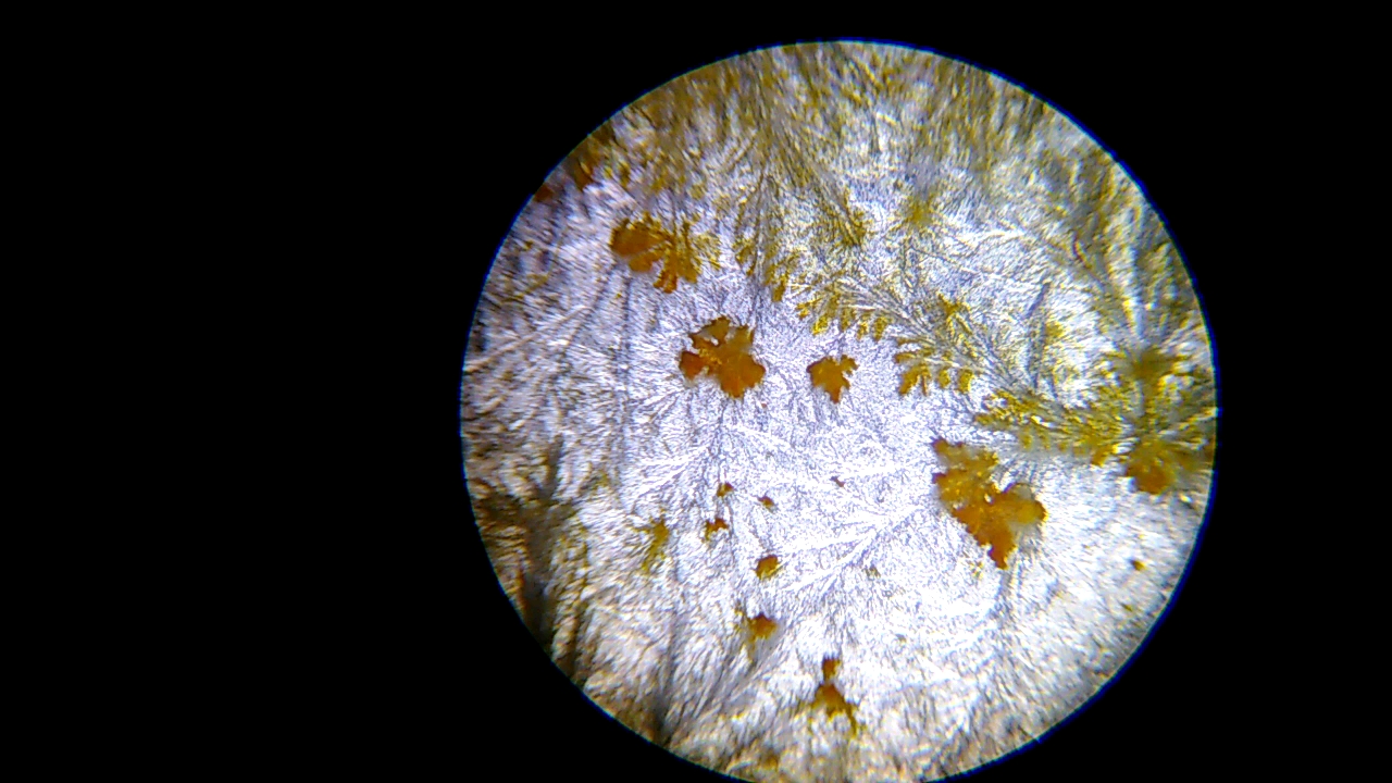 桔梗菊糖显微镜下图片图片