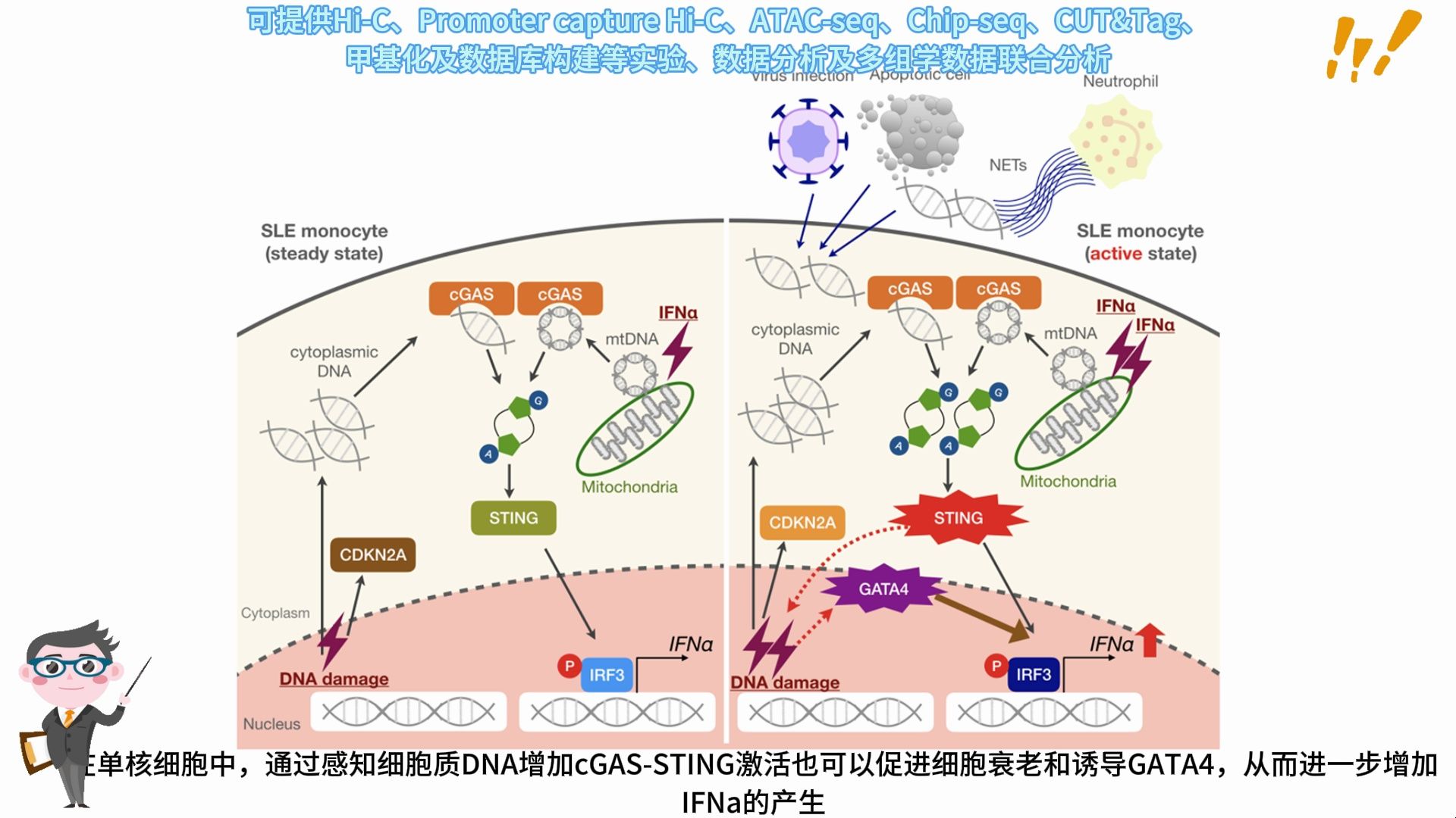 小诺课堂第69期衰老系统性红斑狼疮单核细胞中GATA4表达增强可促进高水平IFNa的产生哔哩哔哩bilibili