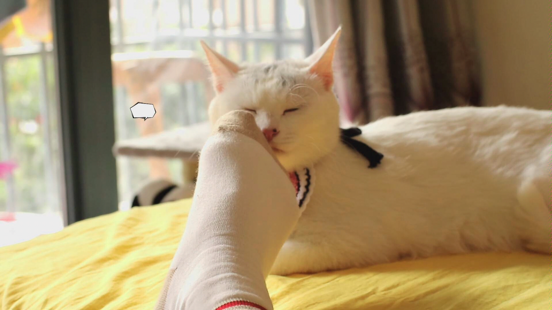 冒死尝试:猫咪闻主人的脚会怎样?