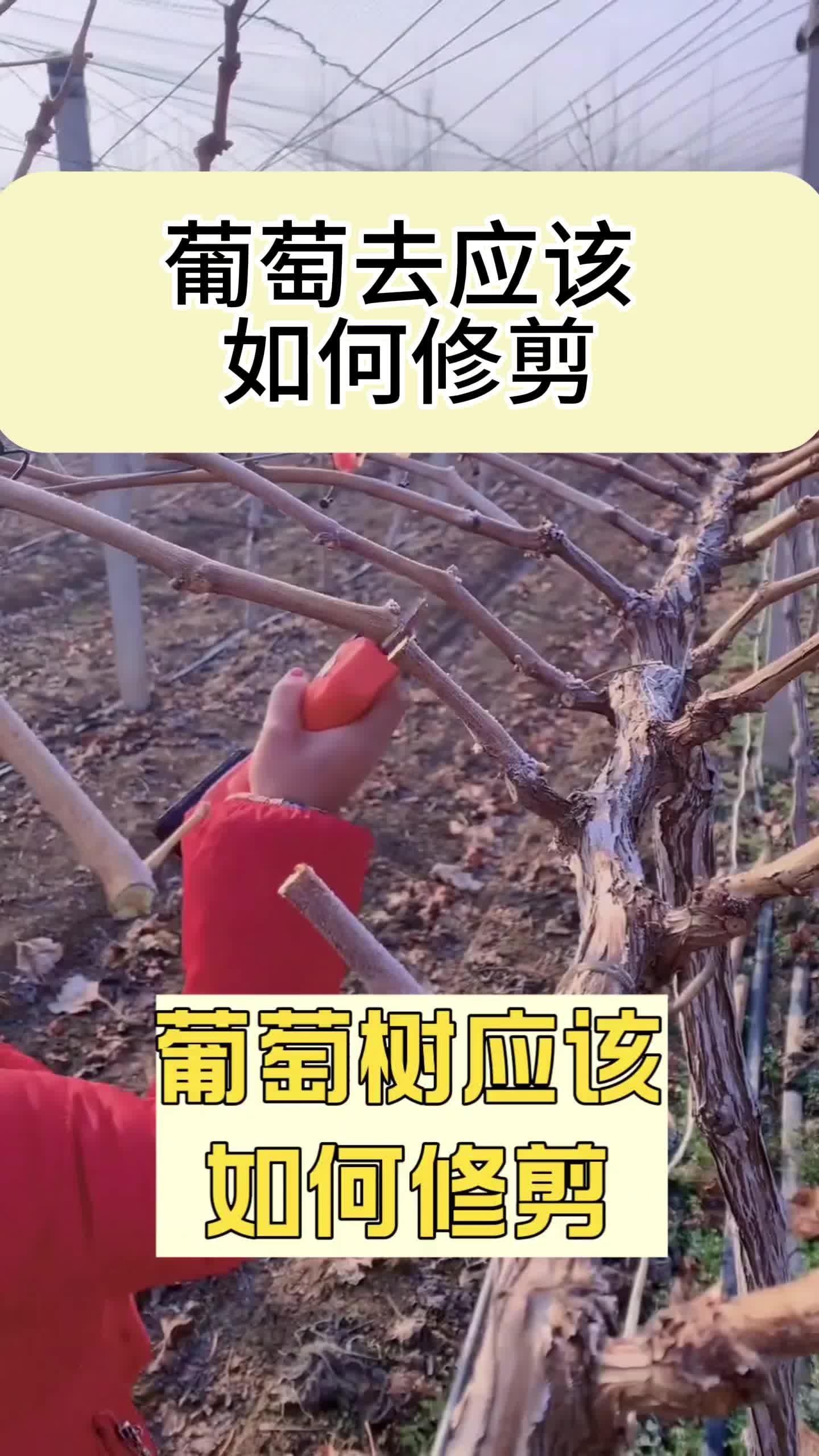 克伦生葡萄花穗修剪图片