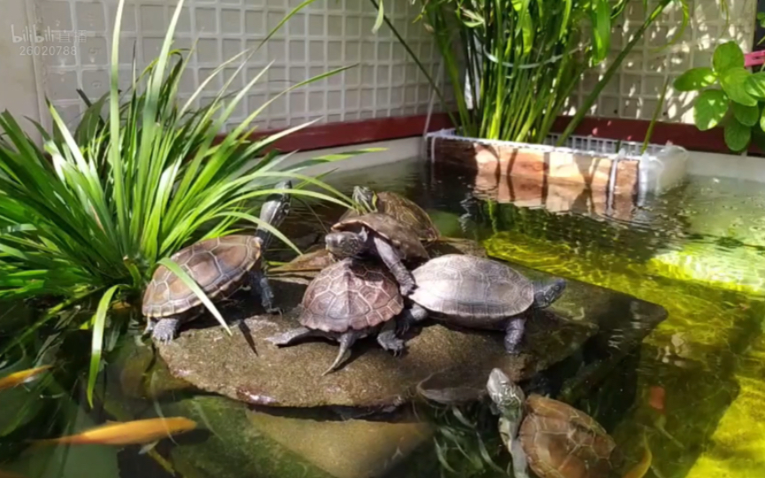 巴草混养 ,鱼龟共生的龟缸是什么样的?