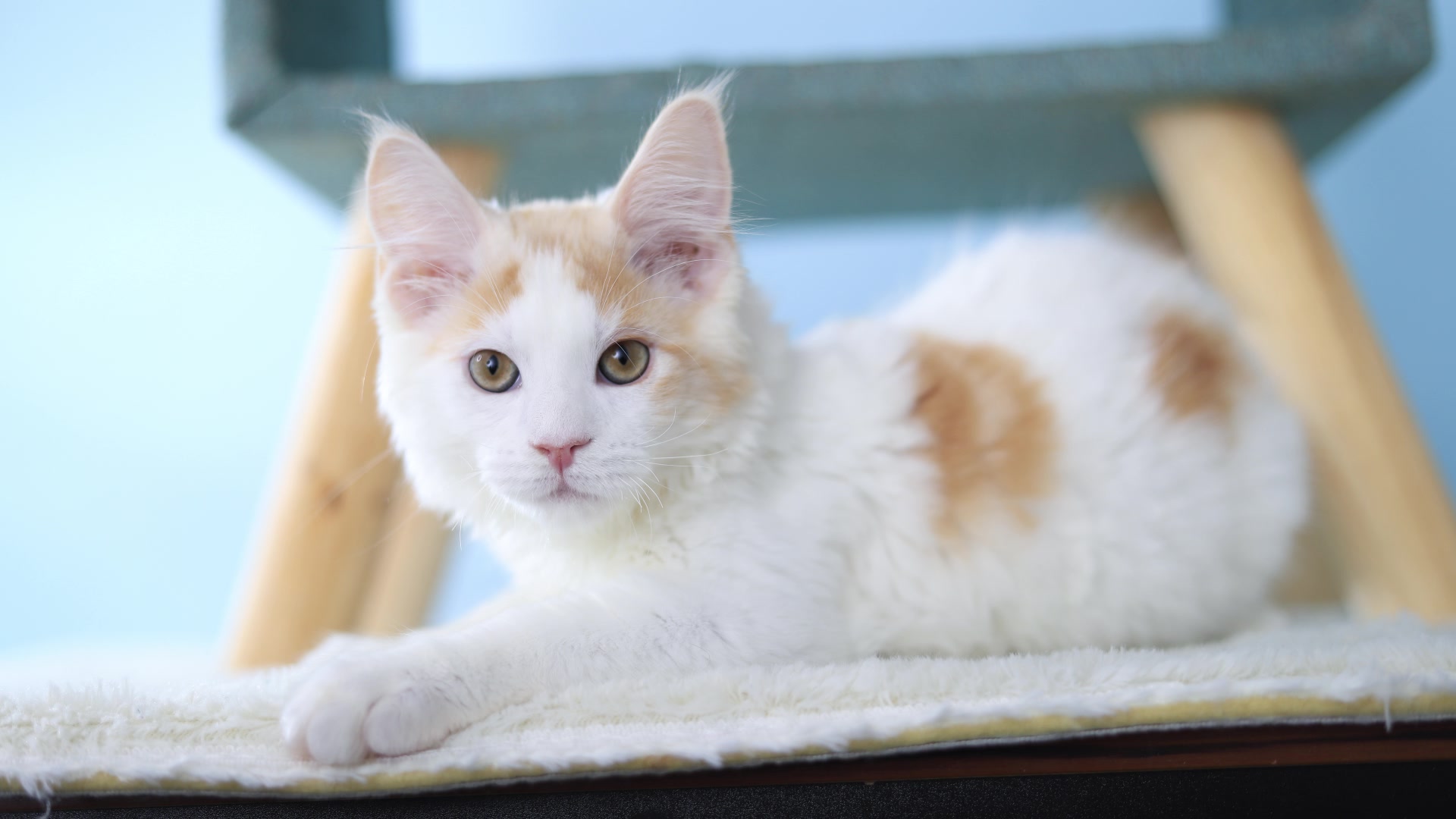 【萝伦猫舍】乳白缅因,耳朵上那一点猫超好看!