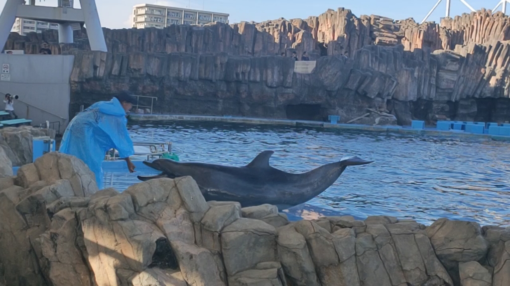 名古屋海洋馆的海豚表演:海豚摆尾
