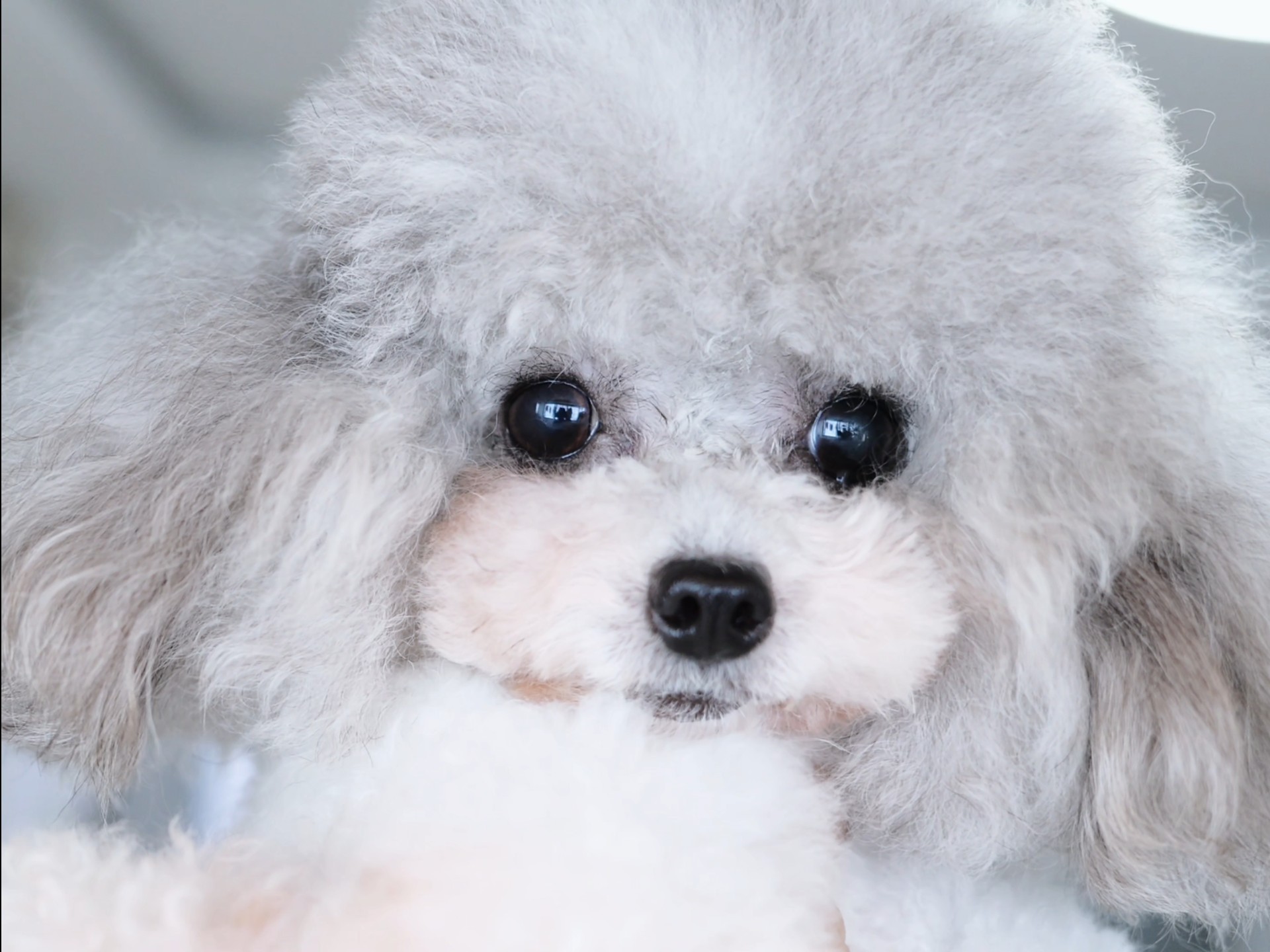 喜欢甜美大眼睛灰白花茶杯泰迪的看过来