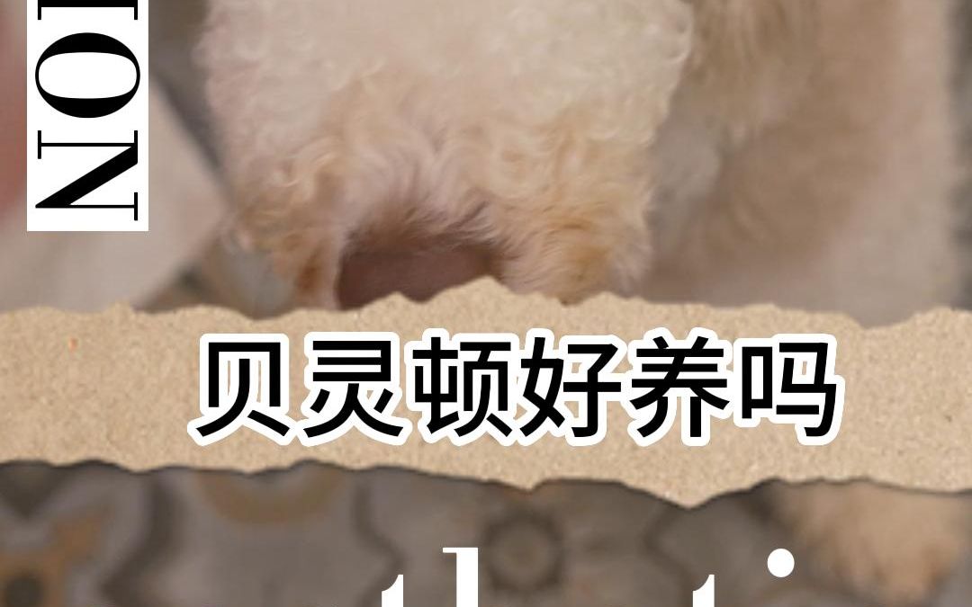 贝灵顿好养吗?哔哩哔哩bilibili