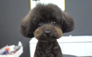 狗狗美容院 搜索结果 哔哩哔哩 Bilibili 狗狗美容院 搜索结果 哔哩哔哩 Bilibili