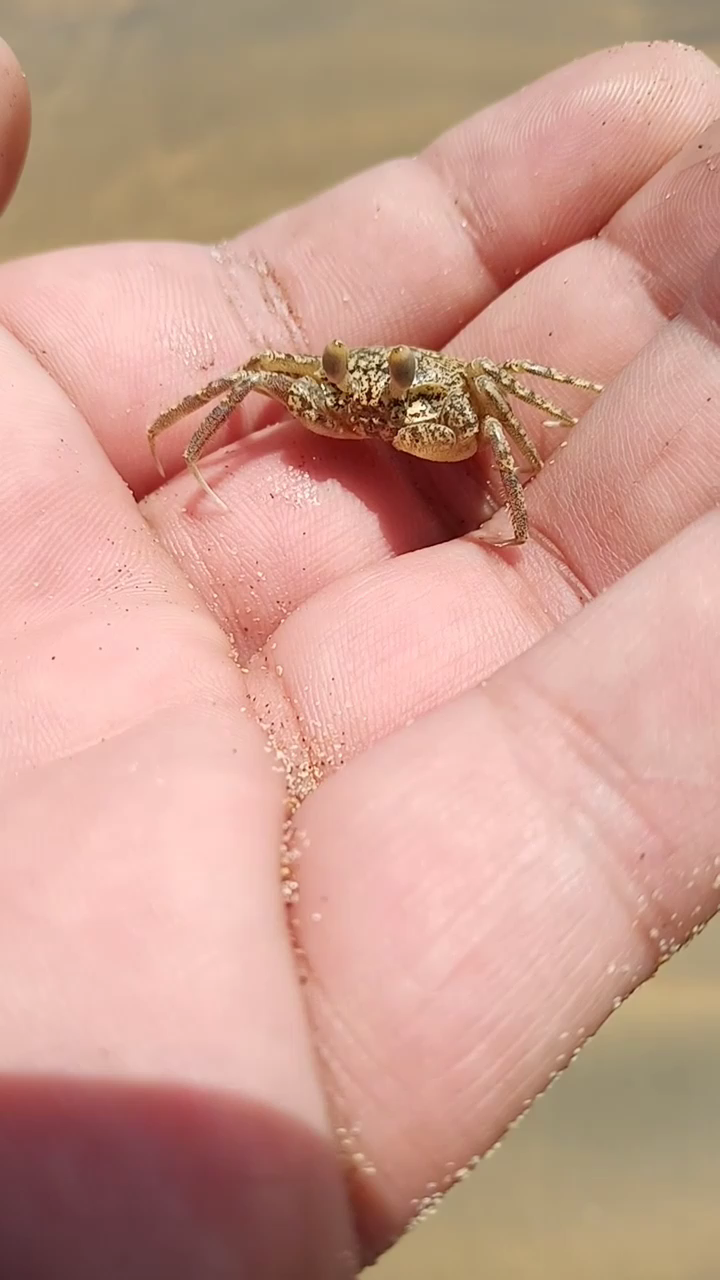 上海金山城市沙滩野采 痕掌沙蟹_哔哩哔哩_bilibili