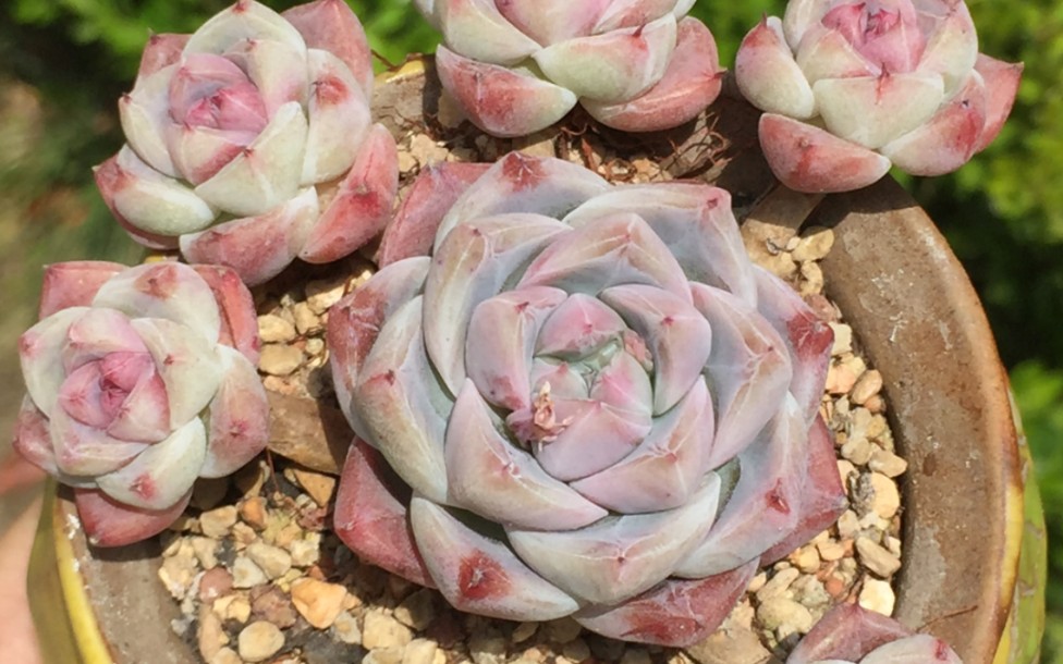 肉肉分享之阿尔巴佳人群生多肉如梦令群生多肉