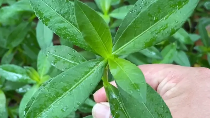 如果你在农村遇见它,一定要知道它竟然叫"空心苋"别名也叫:水花生和水