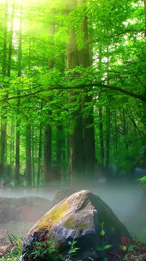 早晨树林中鸟儿叽叽喳喳唯美素材