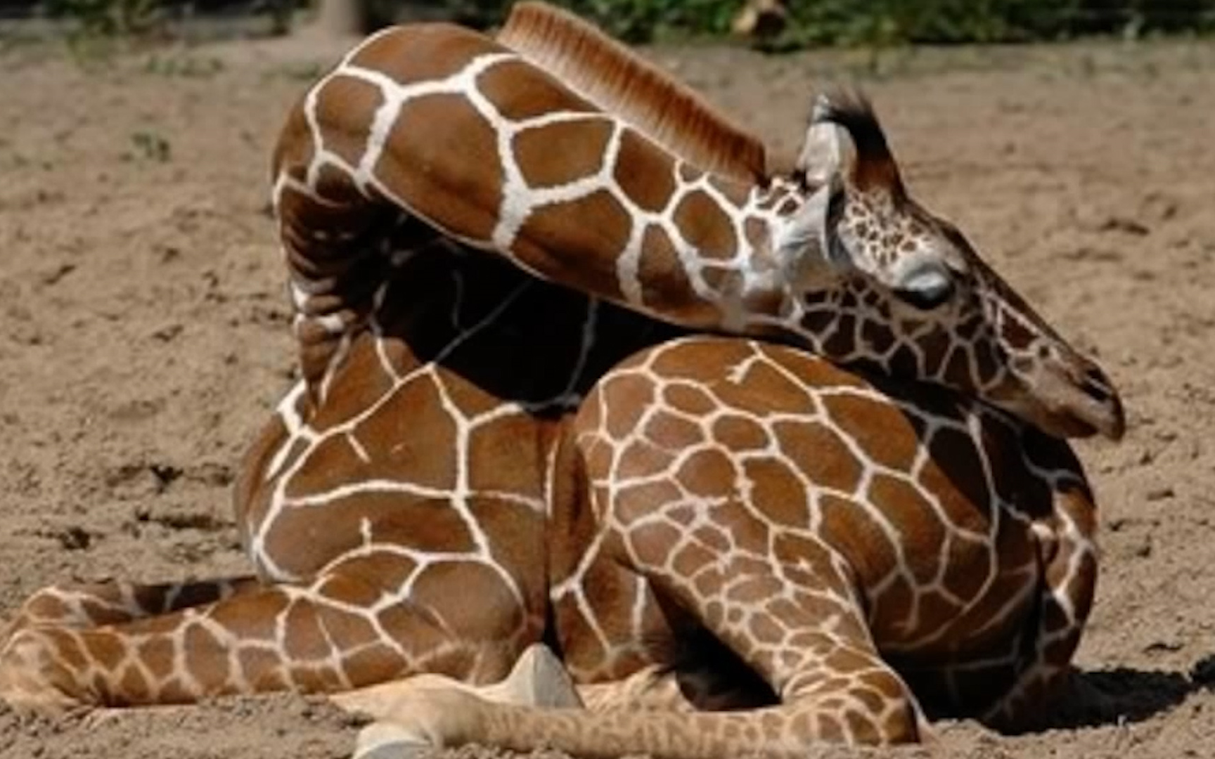 你见过长颈鹿睡觉的样子吗? 网友:这样 "落枕"一定很难受