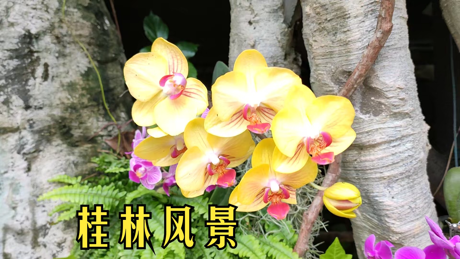 桂林市 象鼻山之行(二)