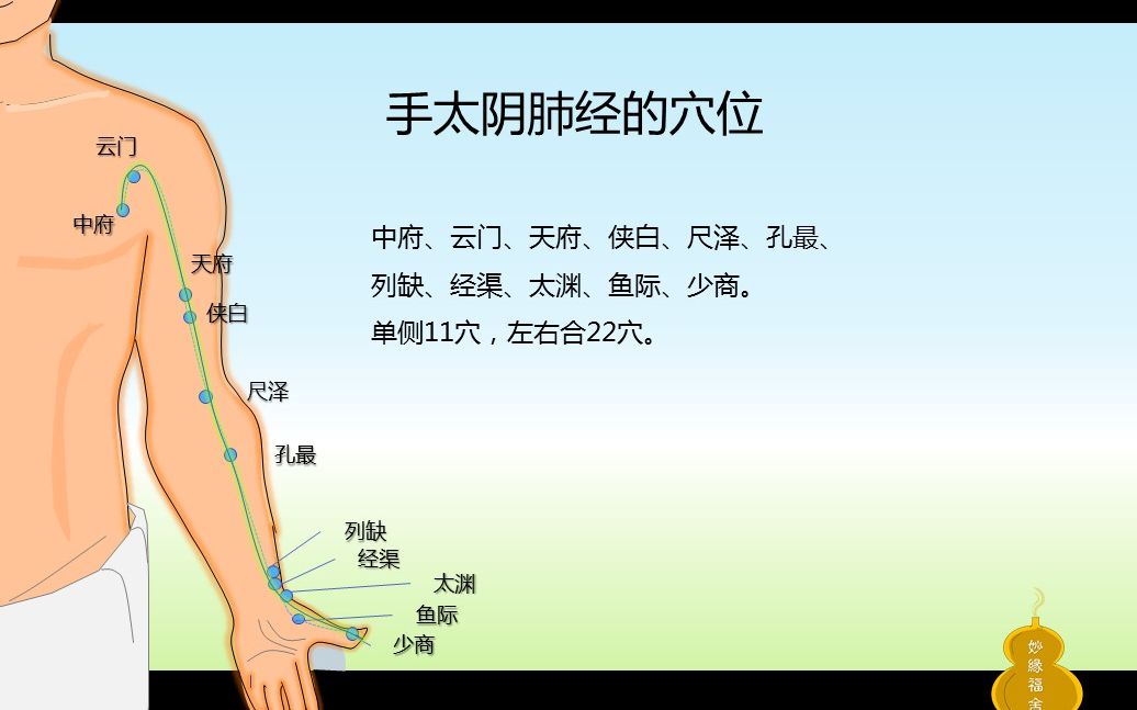 中医经络穴位全脑速记:十二正经(一)手太阴肺经哔哩哔哩bilibili