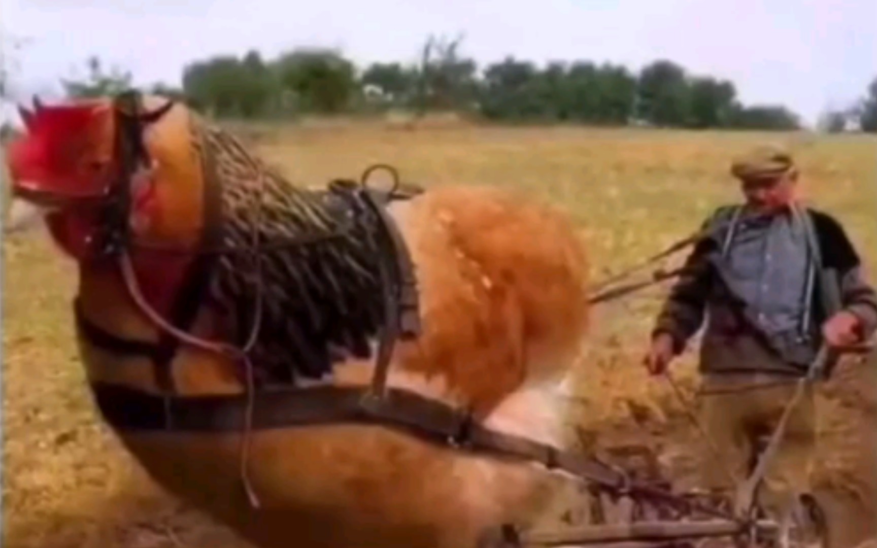 拼多多的巨鸡一只鸡长到500斤