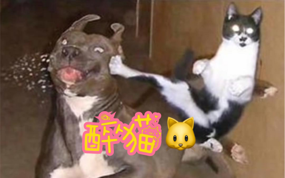 [图]中 华 神 猫！