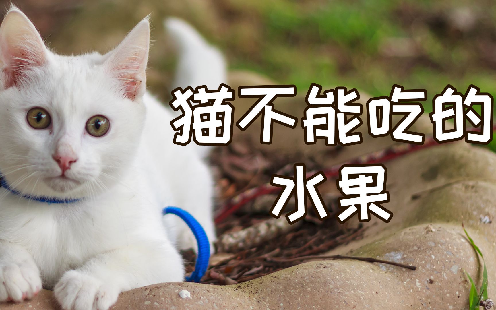 猫咪都不能吃哪些水果?哔哩哔哩bilibili