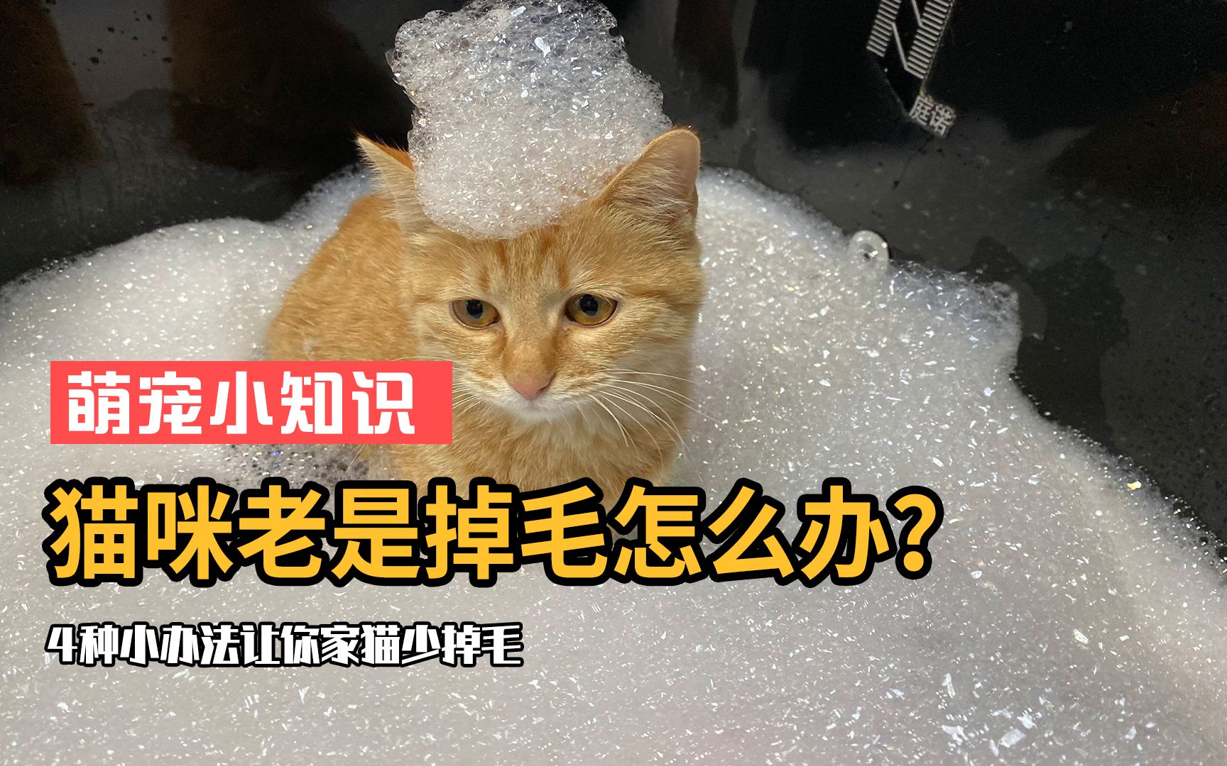 猫咪掉毛严重怎么办?学会这4招,教你如何摆脱猫毛困扰哔哩哔哩bilibili