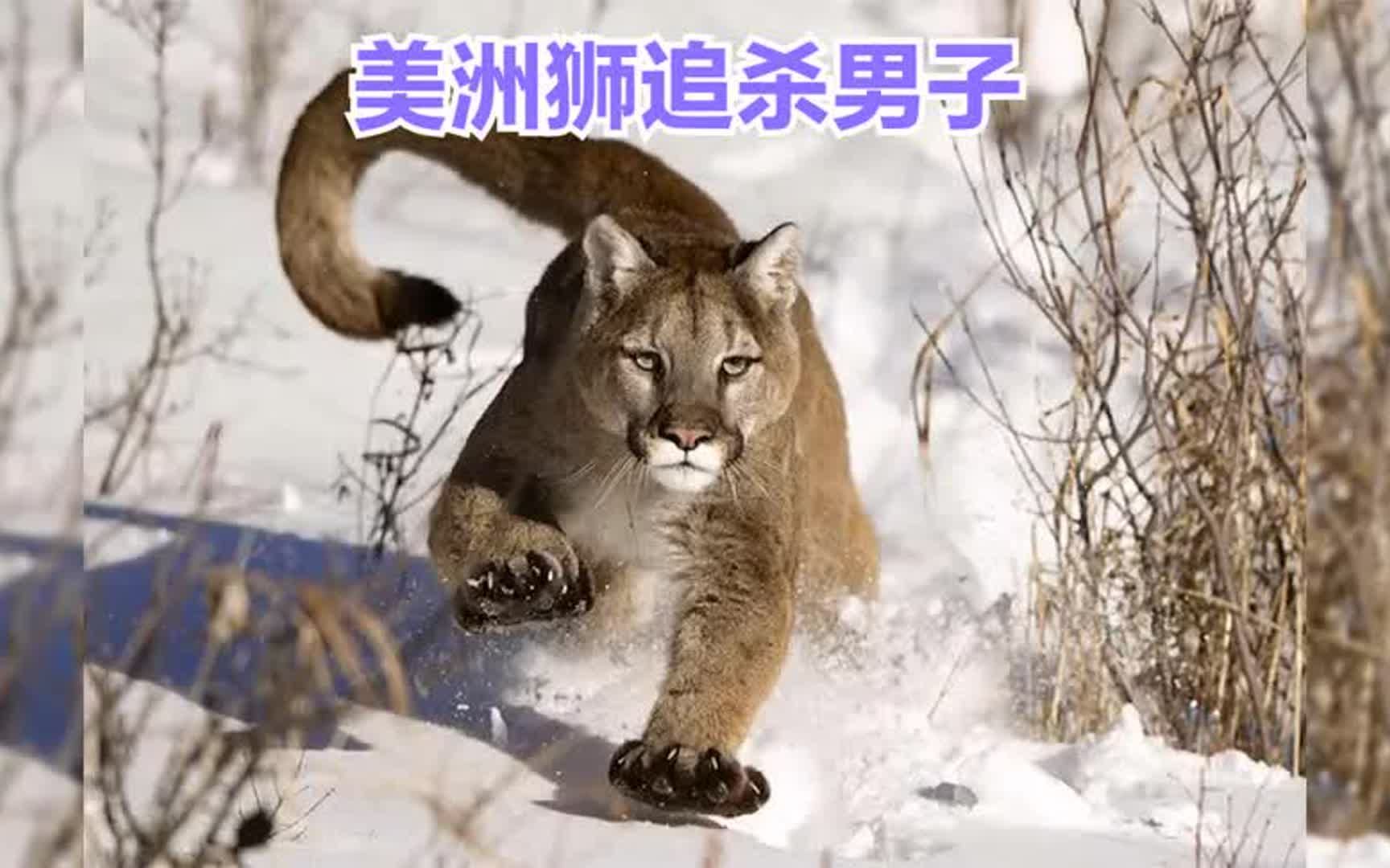 人狮遭遇战,美洲狮一路追击扑向男子,惊心动魄对峙6分钟